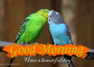 Have A Beautiful Day Morning Wishes With Romantic Birds Pics Good Morning Images, Quotes, Wishes, Messages, greetings & eCards